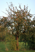 pomme 4 liste